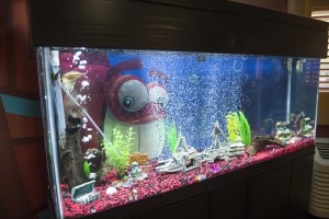Fish Tank